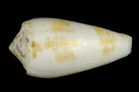 藏品(玳瑁芋螺                            )的圖片